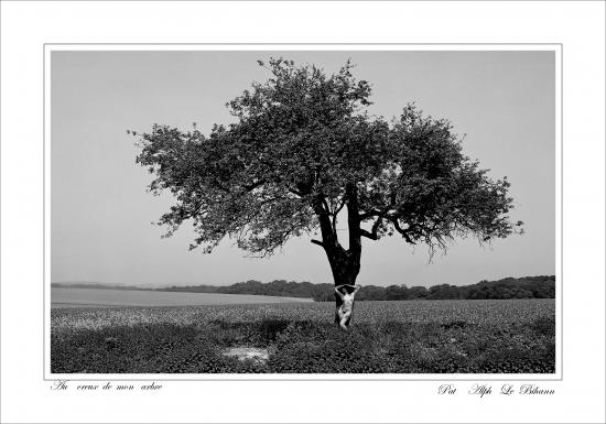 Au Creux de mon Arbre